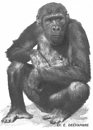 Female gorilla (Equatorial Africa)