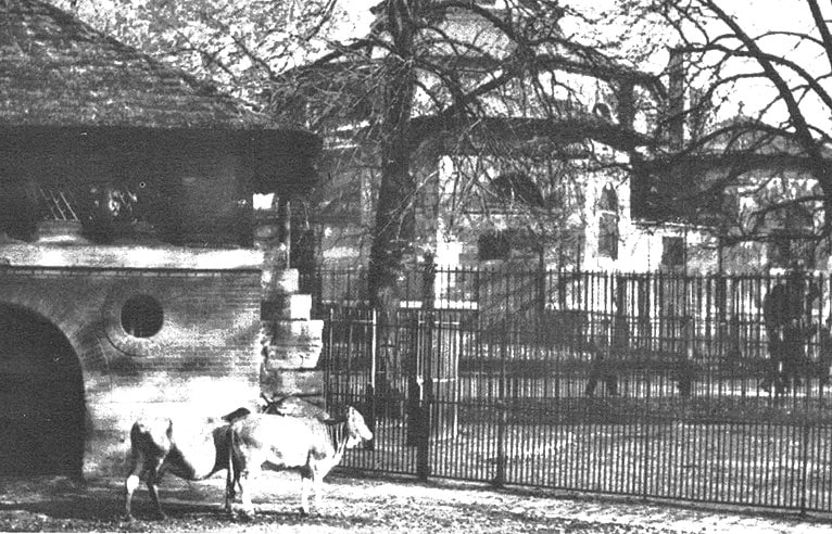 La Ménagerie: couple of Zebu in front of the &quot;Ruine&quot;; in the background, the Rotunda