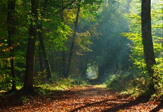 Forêt de Fontainebleau