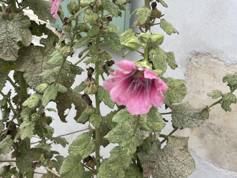 Fleur de la rose trémières