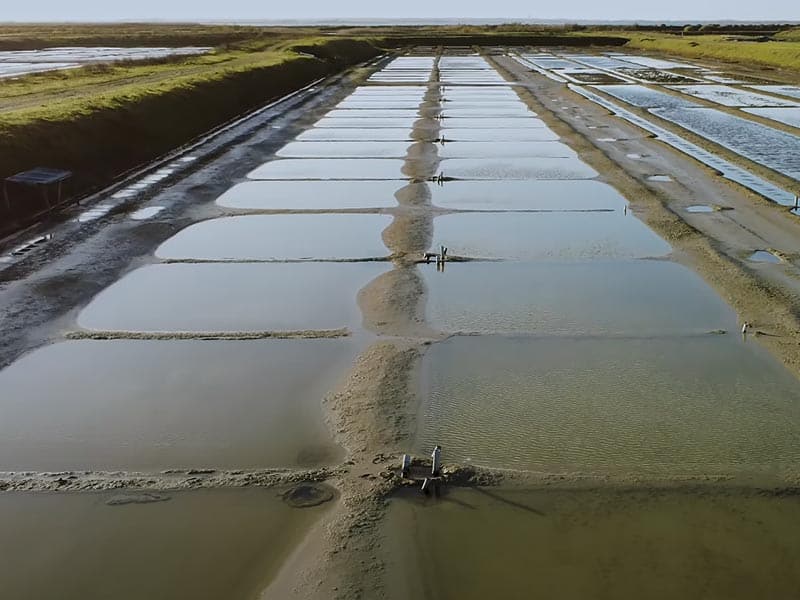 Île de Ré salt marshes