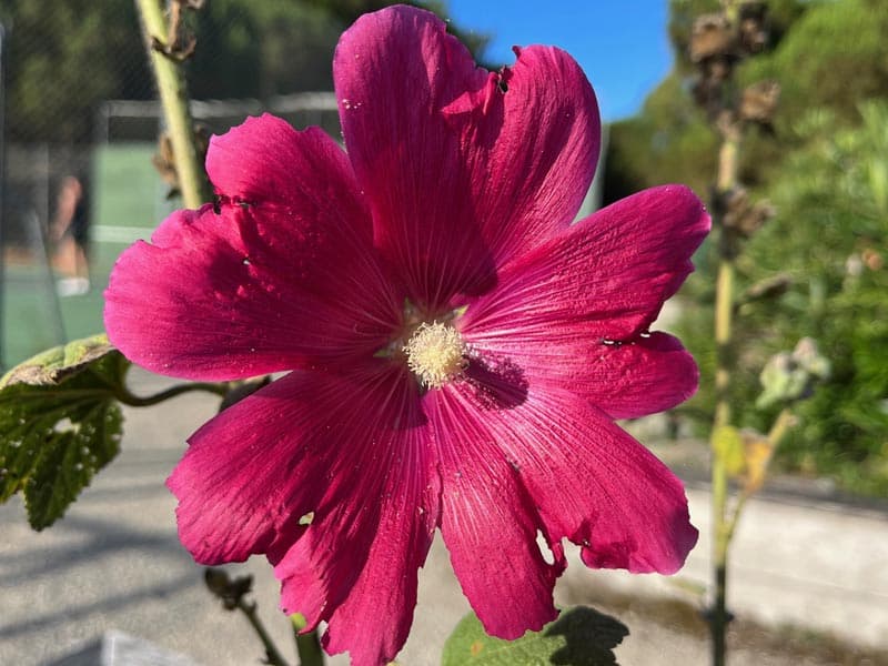 Une rose trémière de Bois-Plage-en-Ré