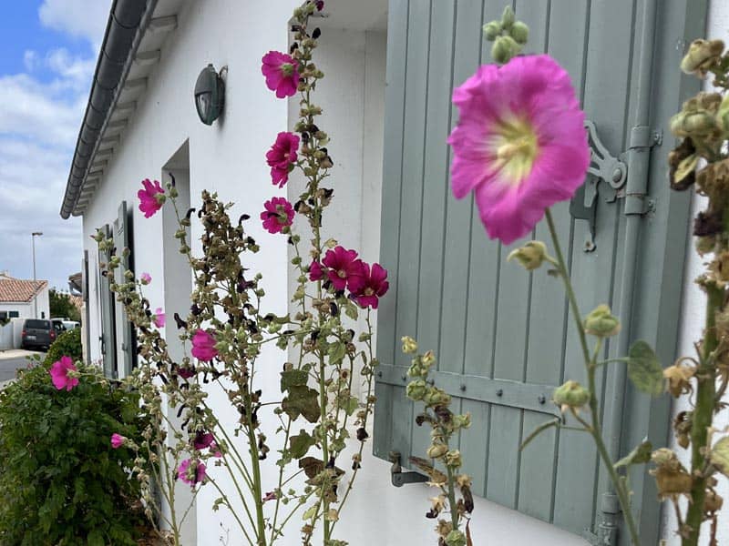 Hollyhocks in a small street in Bois-Plage-en-Ré