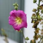 Hollyhocks on the Île de Ré