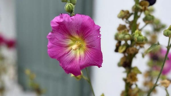 Roses trémières sur l'Île de Ré