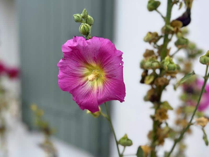 Roses trémières sur l'Île de Ré