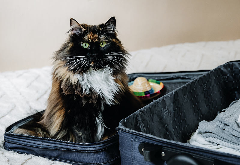 Le chat est dans la valise prêt au départ !