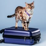 assurance pour chiens et chats