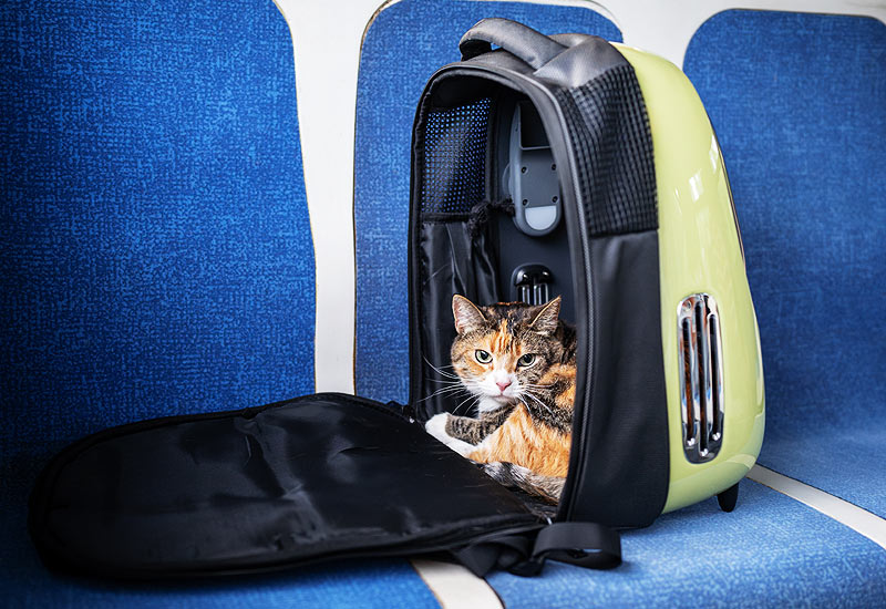 Bien assurer son animal lors de vos voyages !